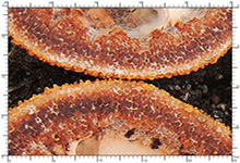 Elaphomyces quercicola